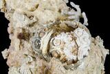 Jurassic Coral (Thecosmilia) Colony And Urchin - Germany #113131-3